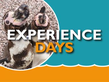 Image for: Experience Days